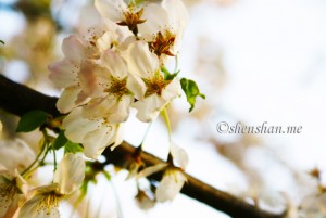 SONY DSC