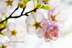 SONY DSC