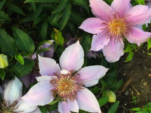 C-pink01