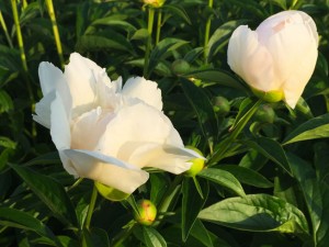 C-shaoyao white04