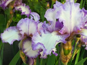 c-iris purple02
