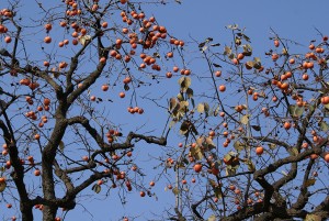 SONY DSC